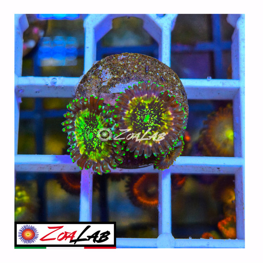Zoanthus desert storm