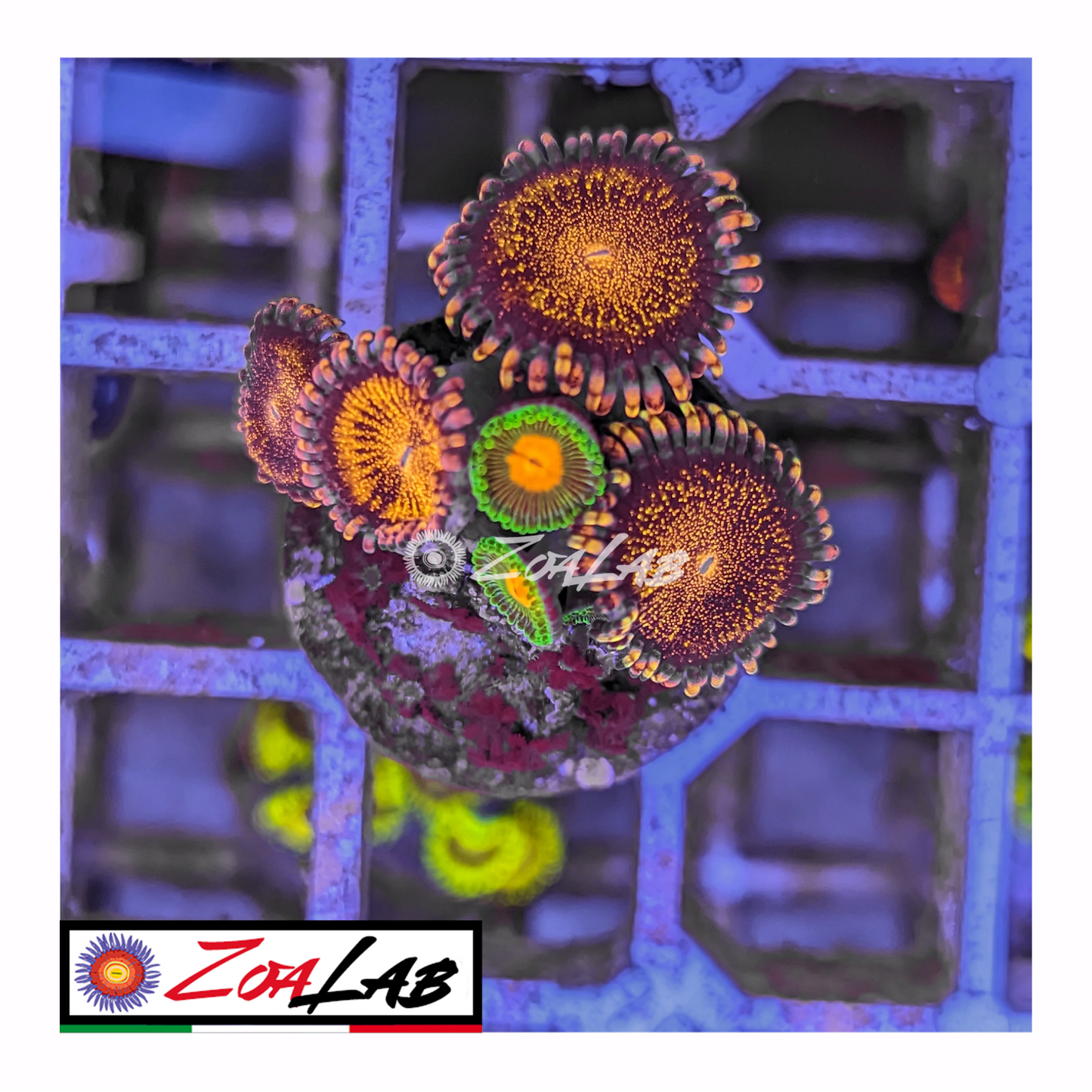 Zoanthus mix