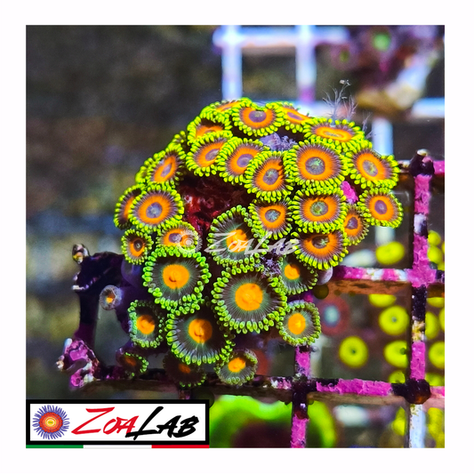Zoanthus Eagle eyes mix