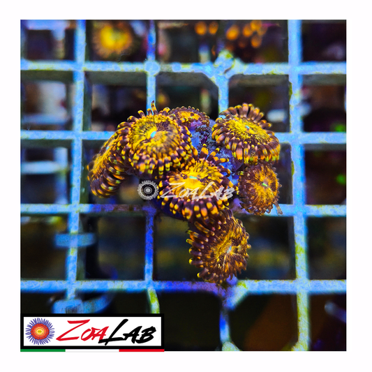 Zoanthus pandora