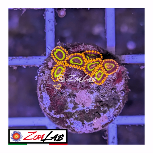 Zoanthus fruit loops