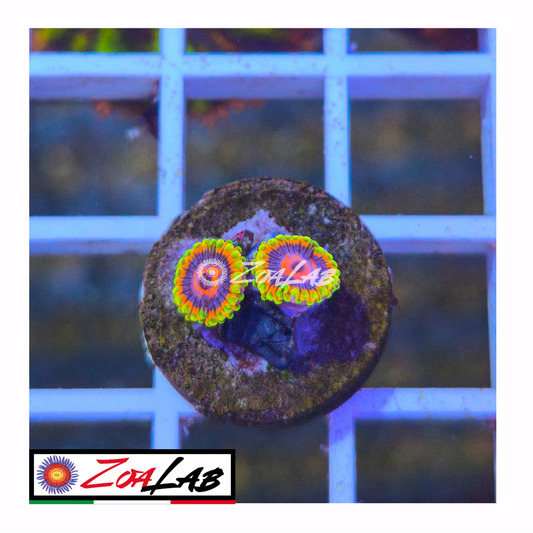 Zoanthus mind trick