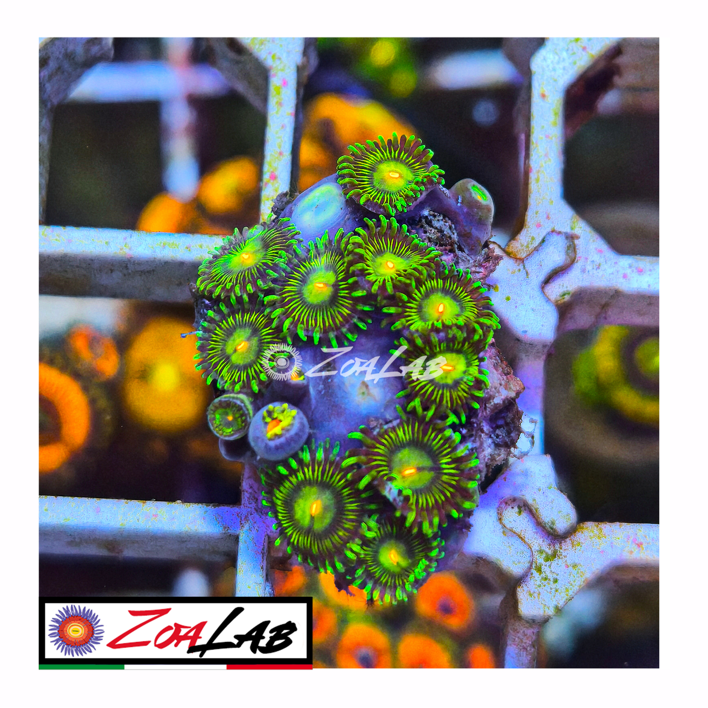 Zoanthus solandery