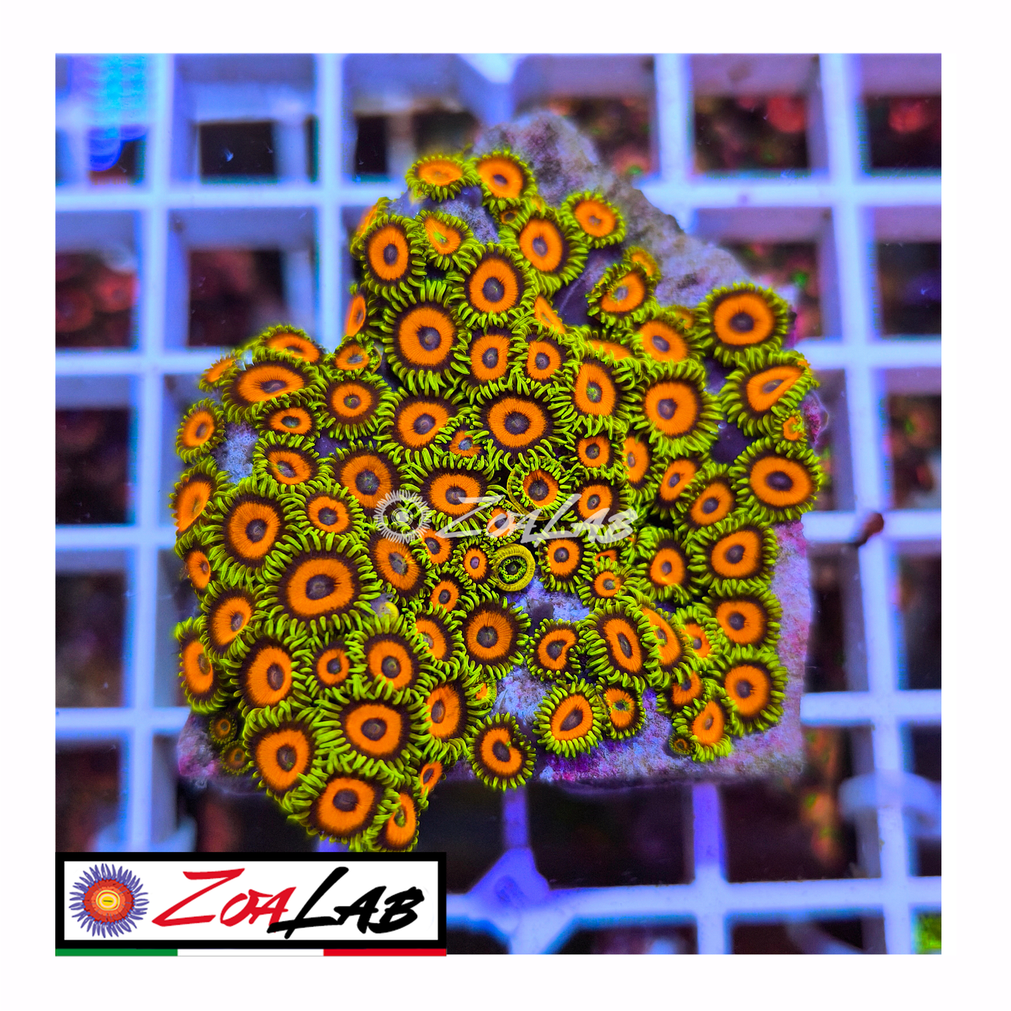 Zoanthus Eagle eyes