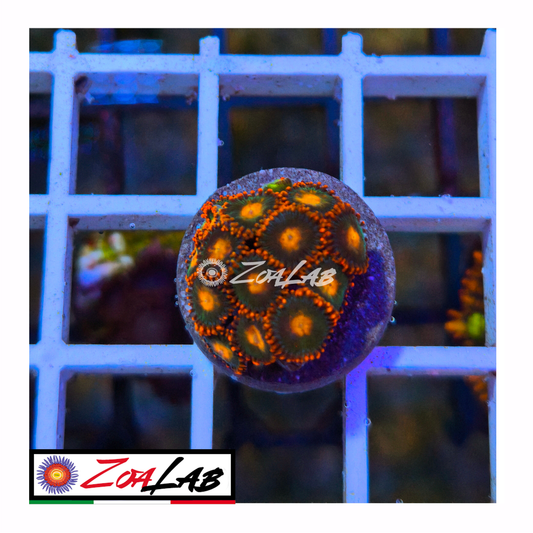 Zoanthus Gatorade