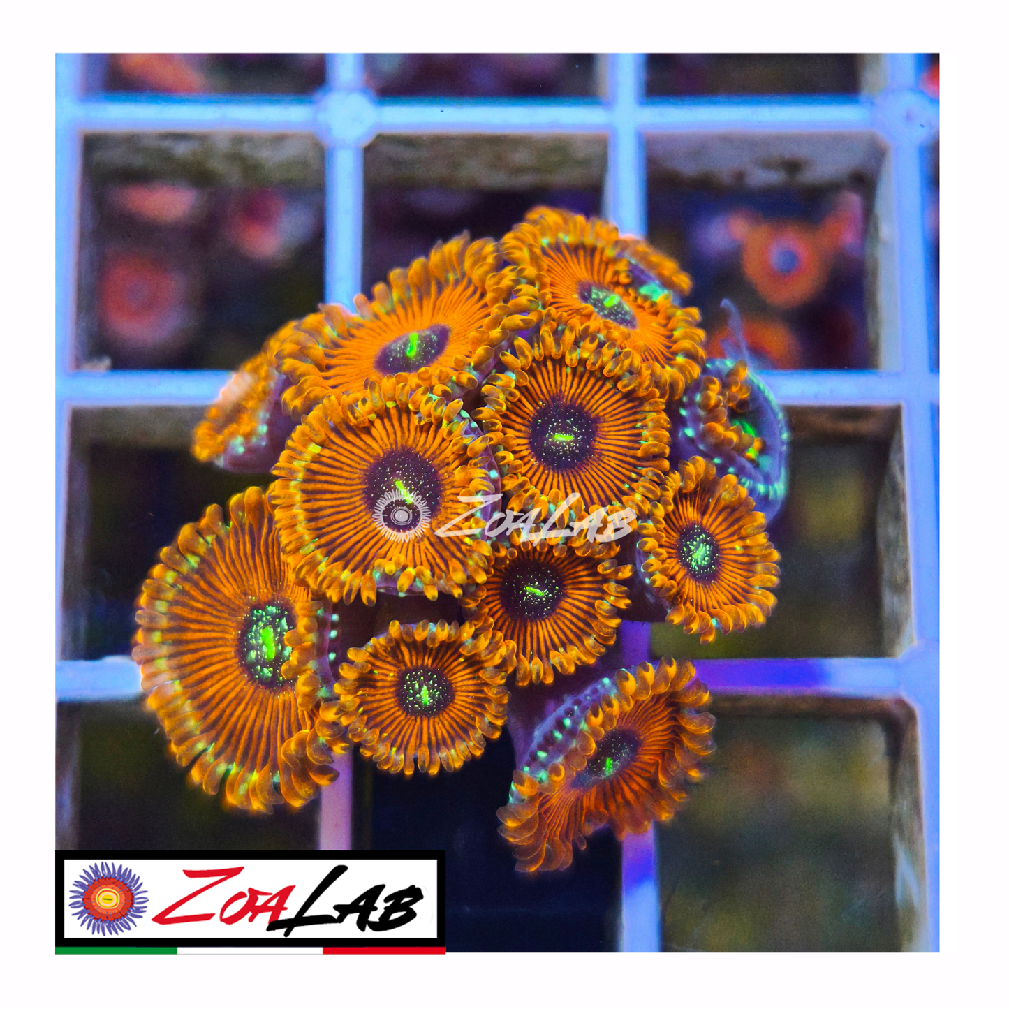 Zoanthus Orange magicians