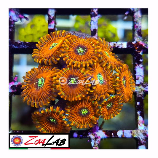 Zoanthus salted agave