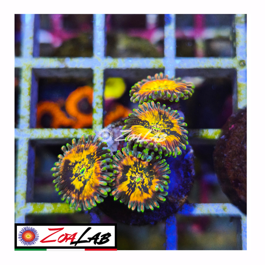 Zoanthus desert storm
