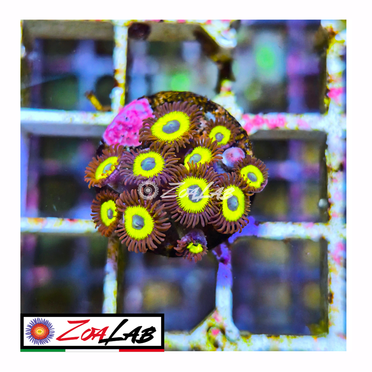 Zoanthus belladonna Blue tips