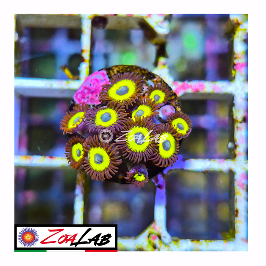 Zoanthus belladonna Blue tips