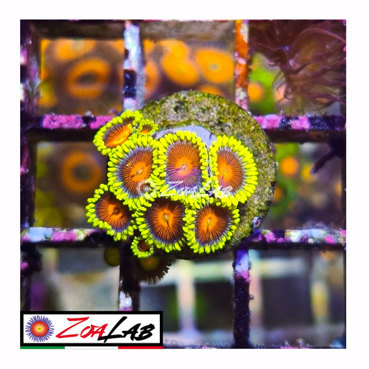 Zoanthus spitfire