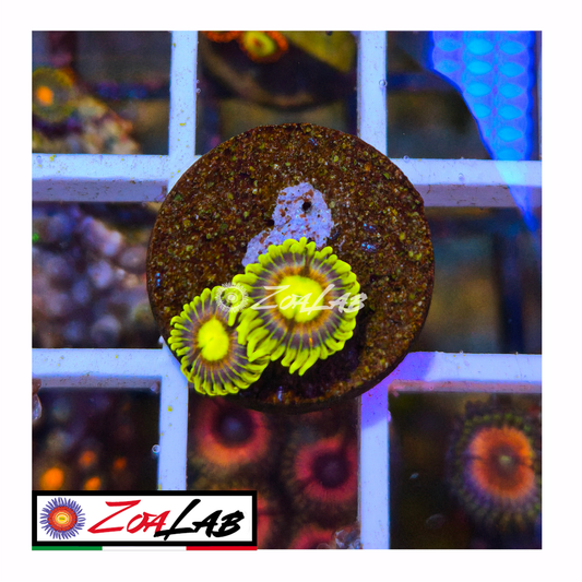 Zoanthus laser lemon