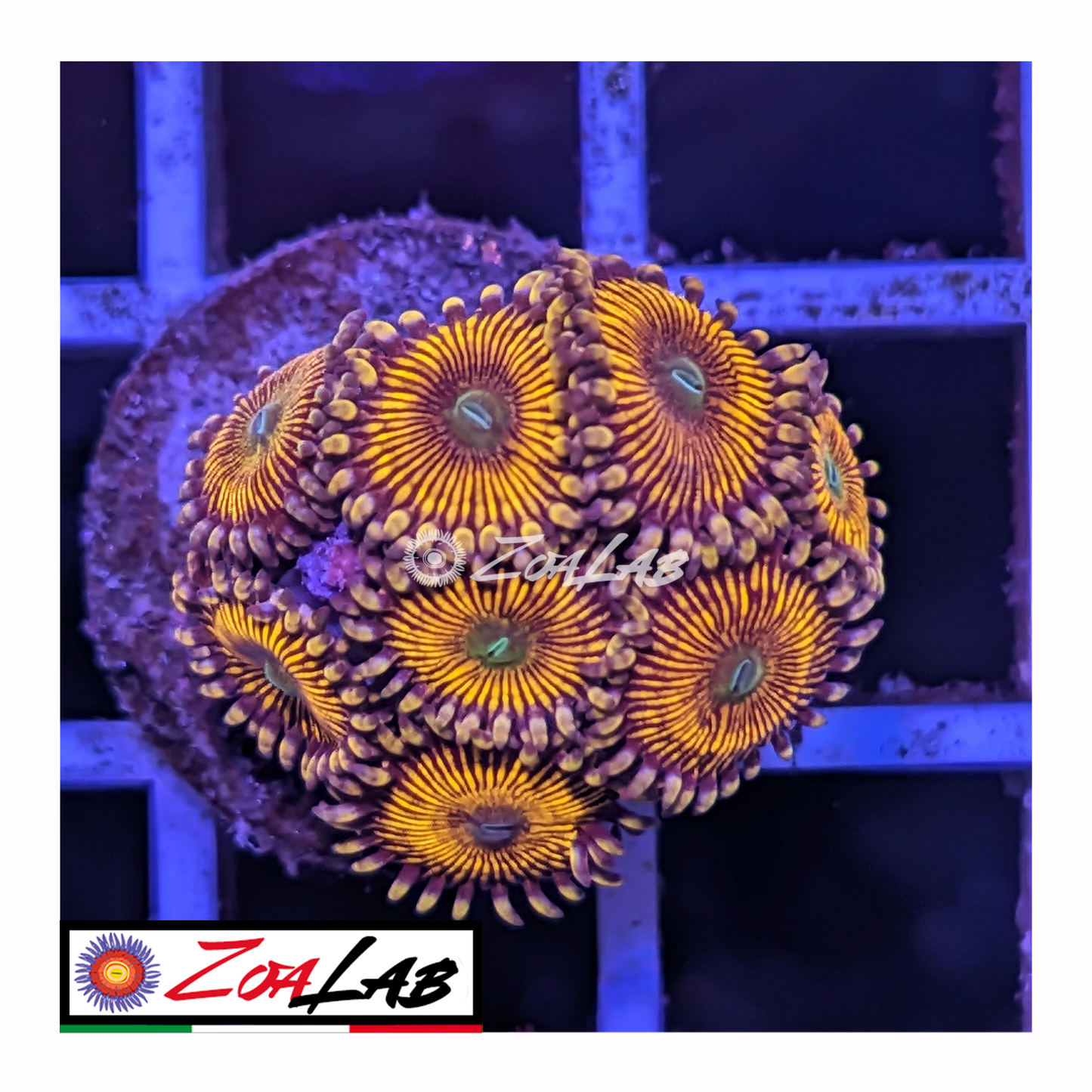 Zoanthus Armageddon