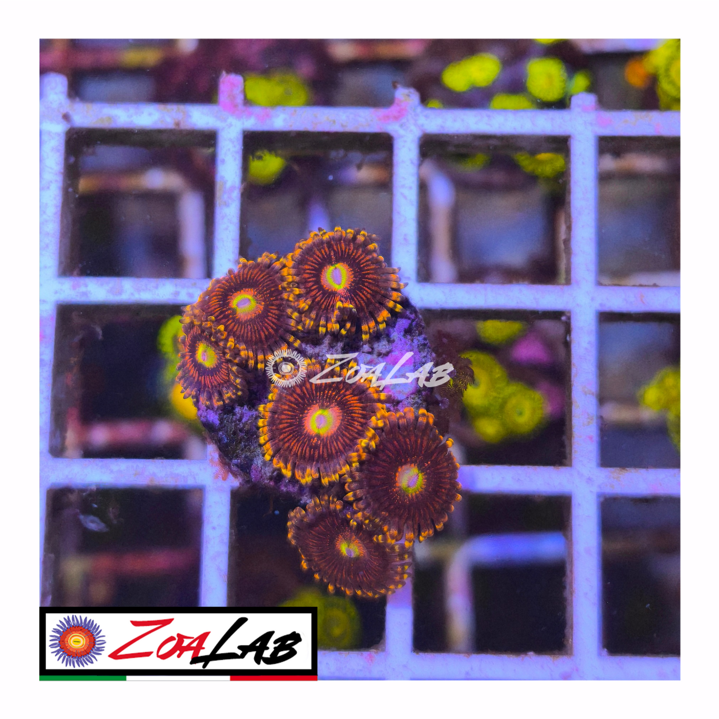 Zoanthus moican red