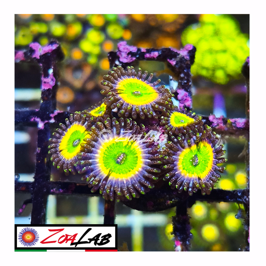 Zoanthus tinkerbell