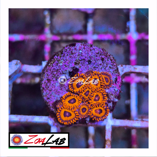 Zoanthus Red oxide