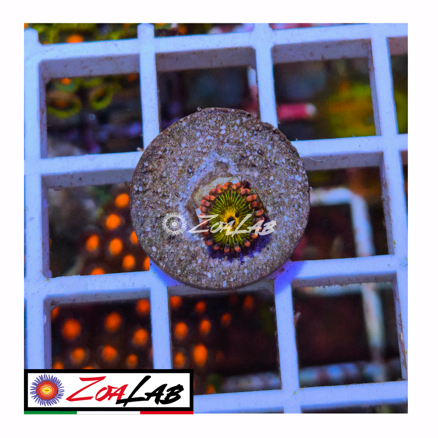 Zoanthus Chiquita lemonade