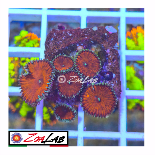 Palythoa Red