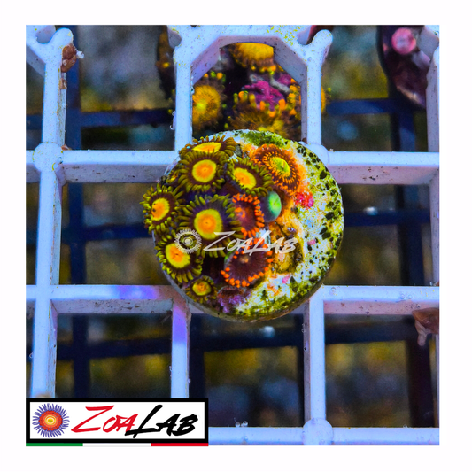 Zoanthus tutti frutti mix