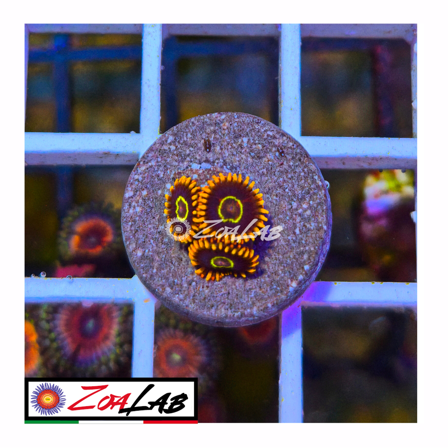 Zoanthus rainbow Hornet