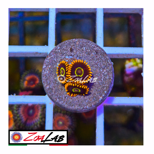 Zoanthus rainbow Hornet