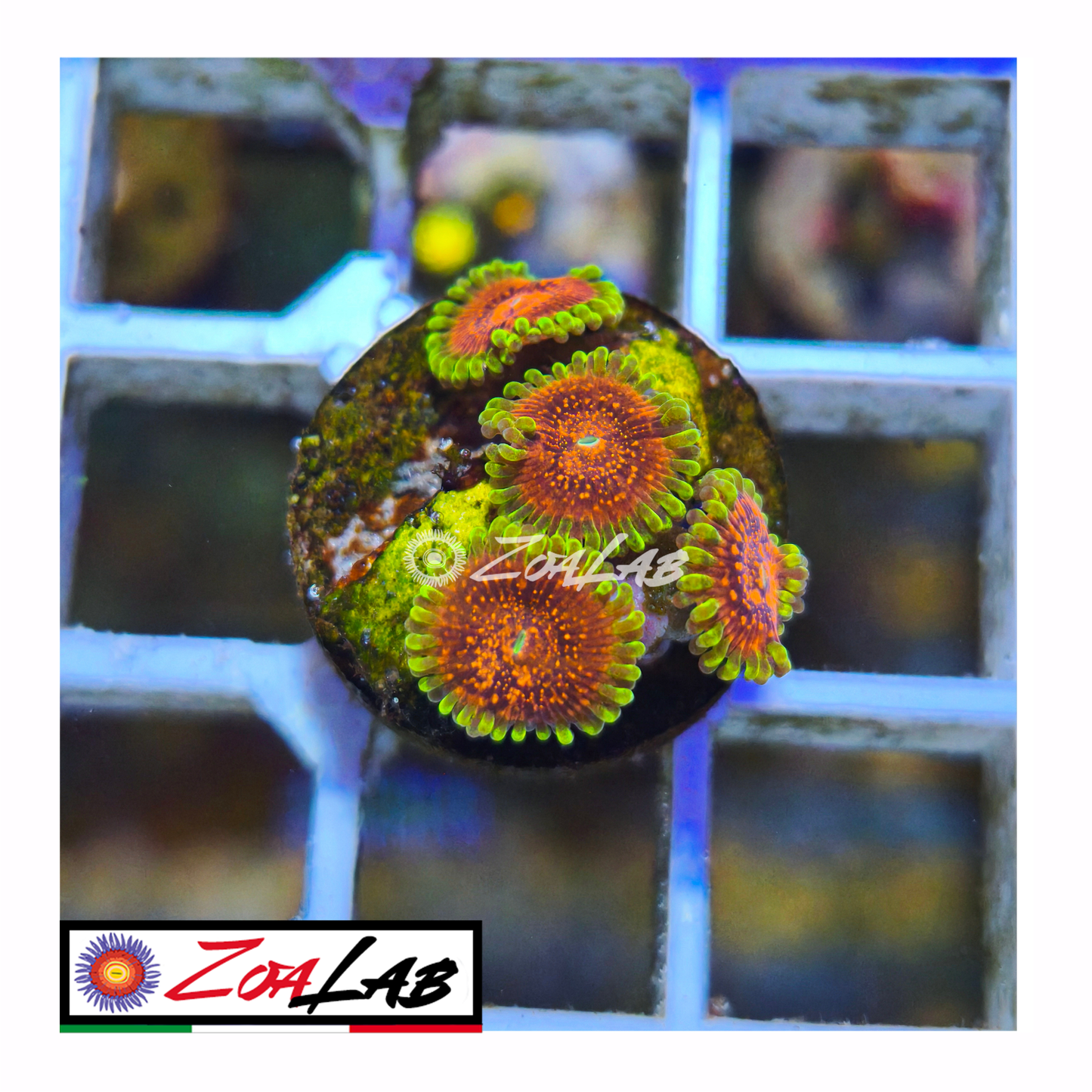 Zoanthus lime chile