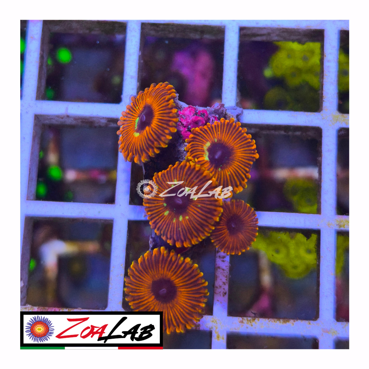 Zoanthus Red people eater