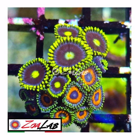 Zoanthus Blue berry pie mix