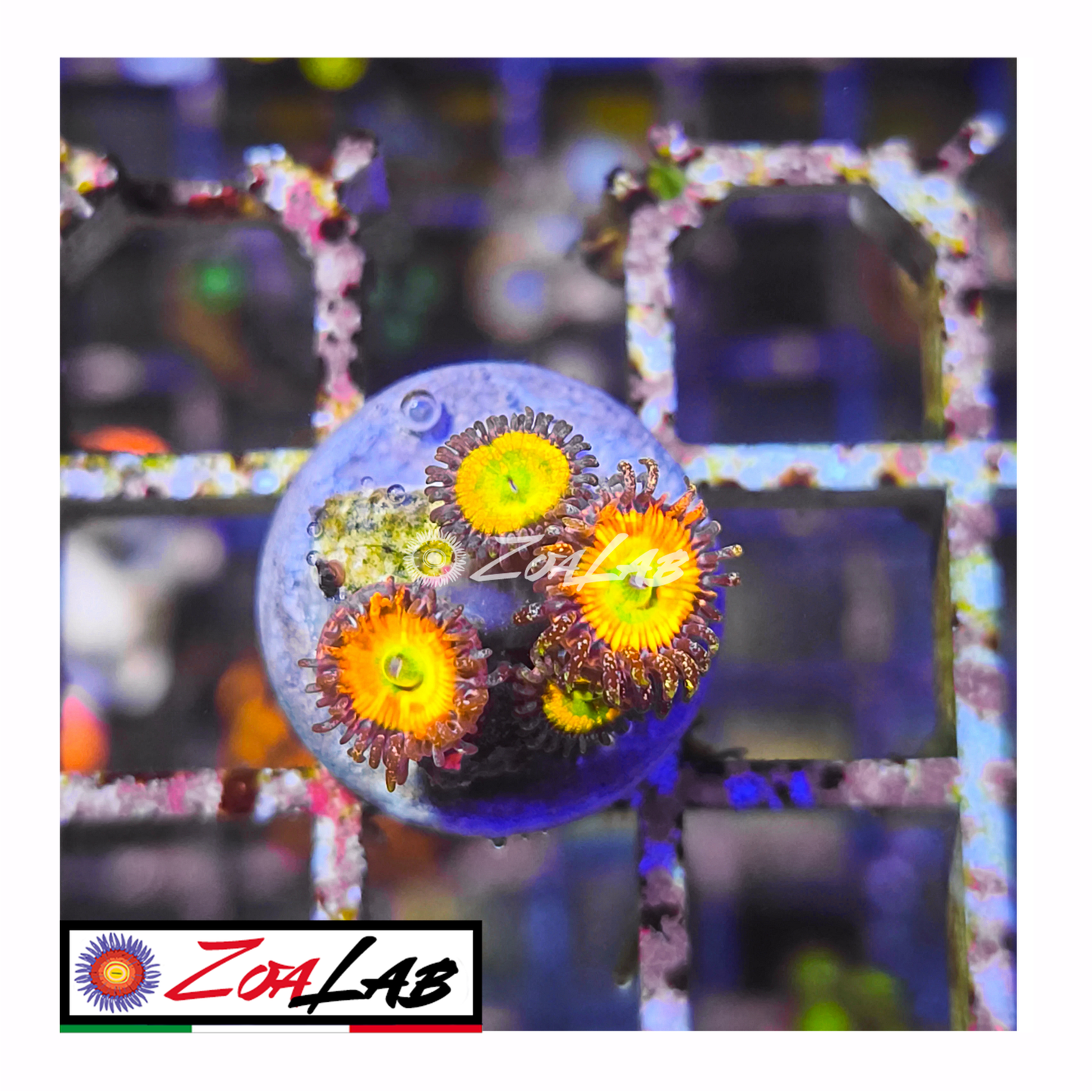 Zoanthus mega rainbow