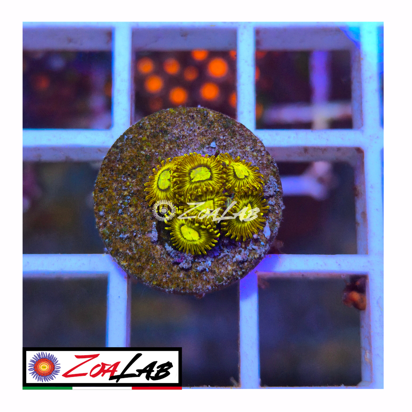 Zoanthus Pikachu