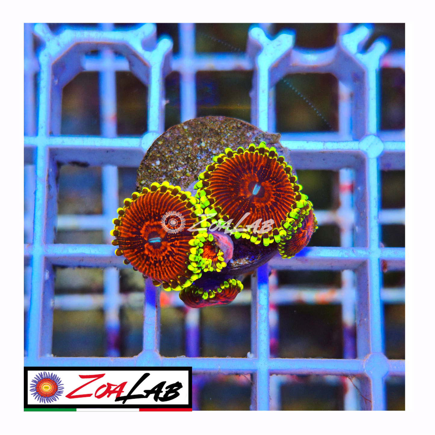 Zoanthus lime chile