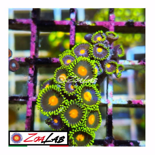 Zoanthus green bay