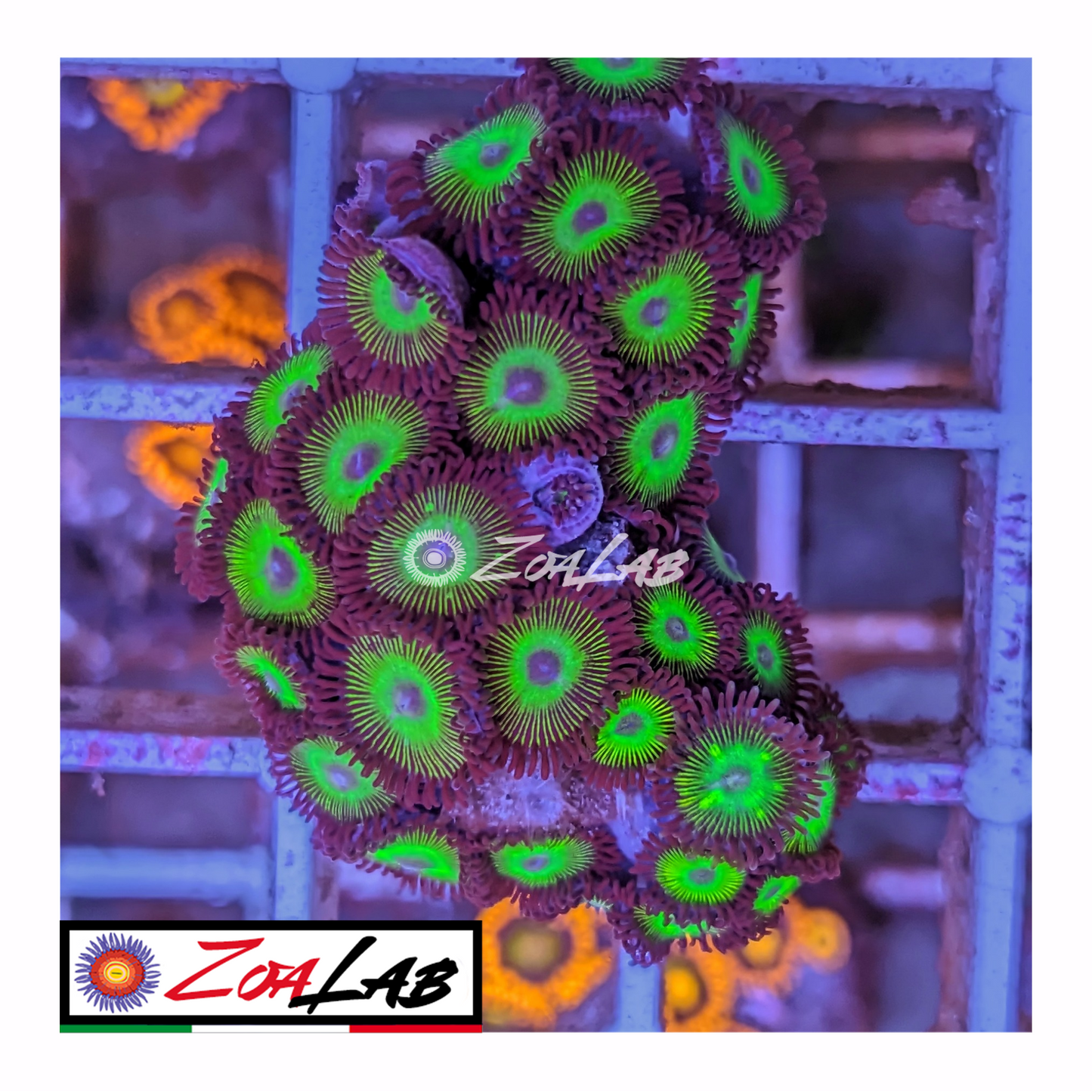 Zoanthus mean green