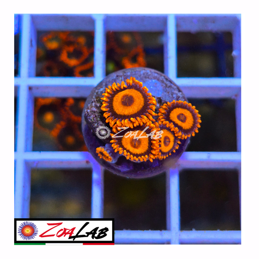 Zoanthus Orange oxide
