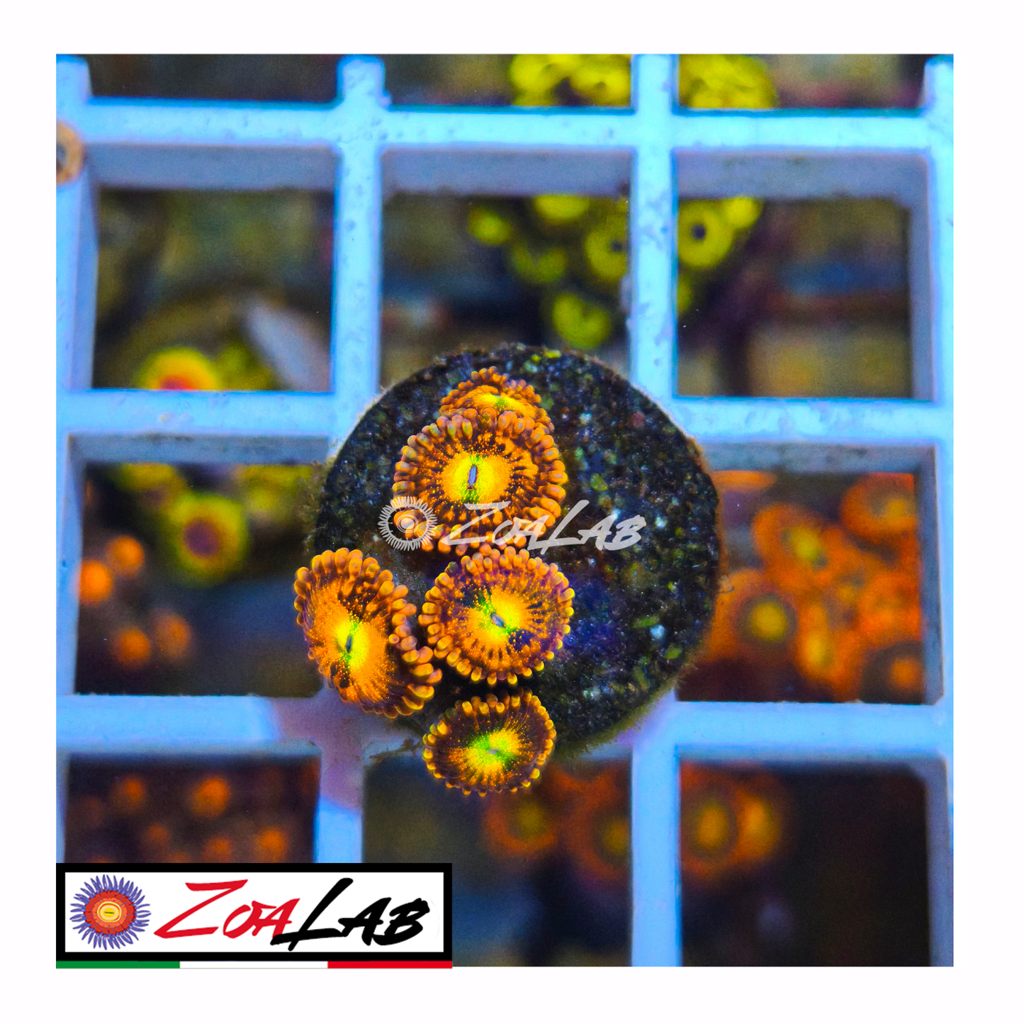 Zoanthus alien antivenom