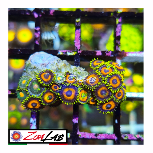 Zoanthus watermelon