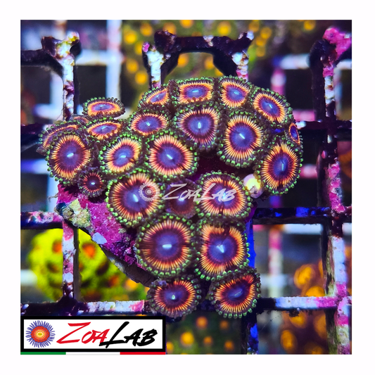 Zoanthus violet citrus
