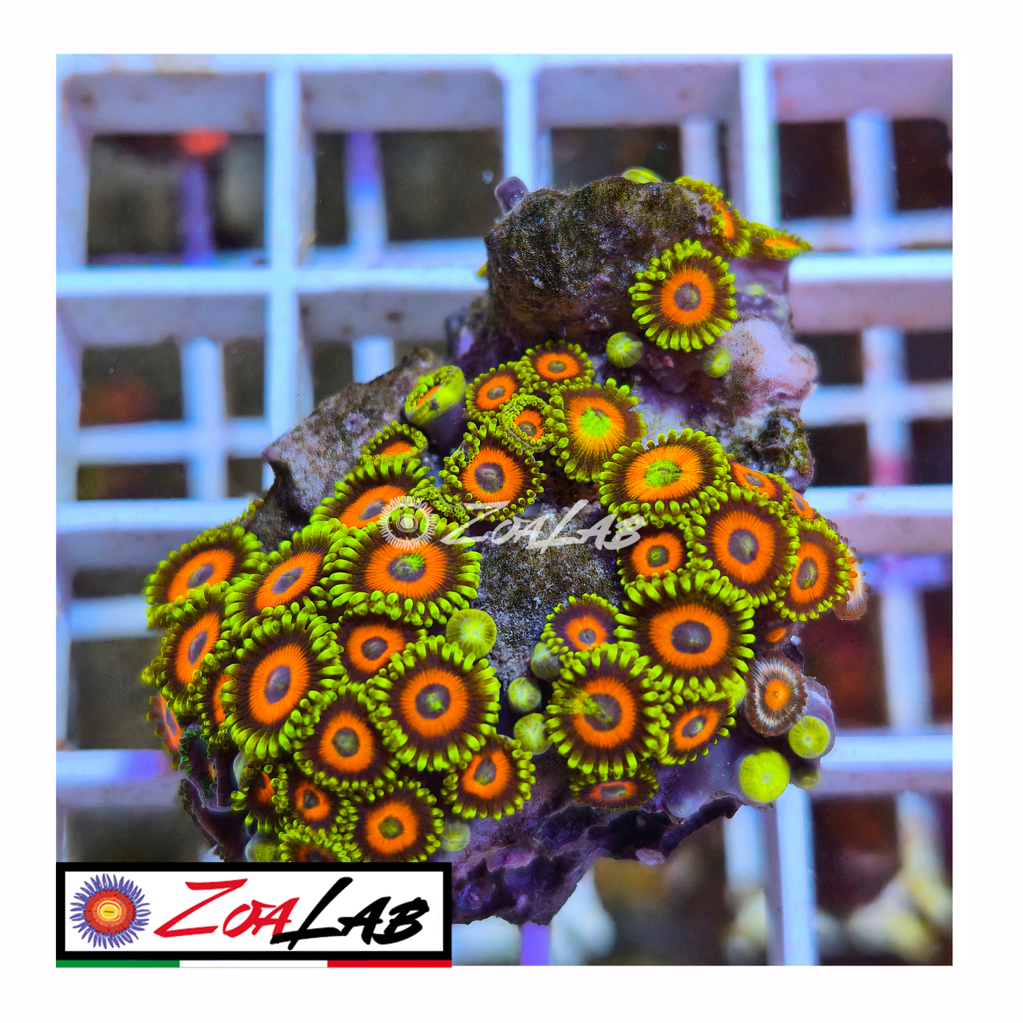 Zoanthus Eagle eyes