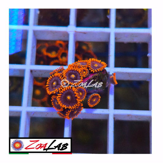 Zoanthus spiderman