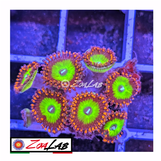 Zoanthus Candy apple Red