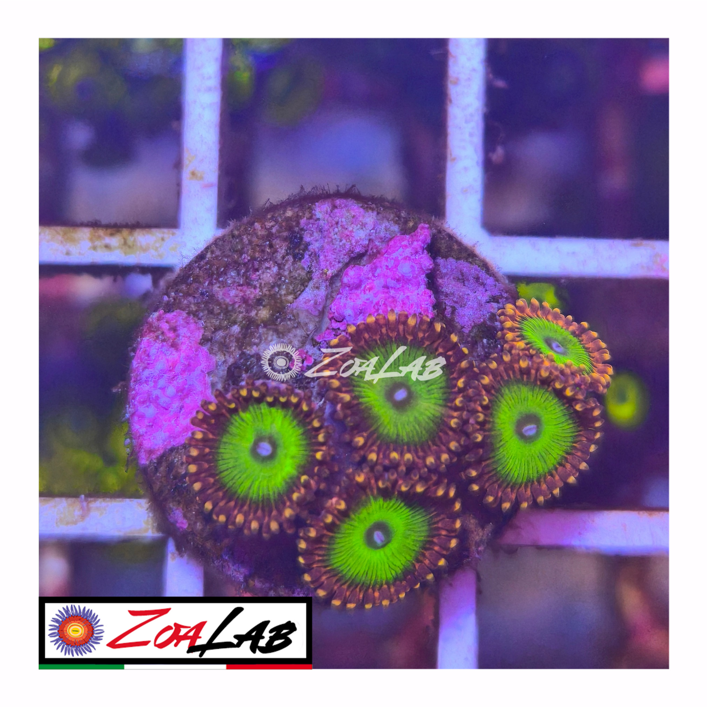 Zoanthus Candy apple