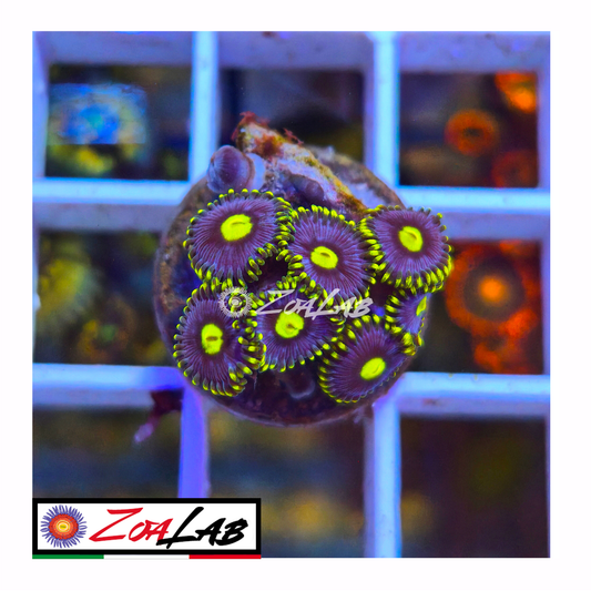 Zoanthus Blue berry pie