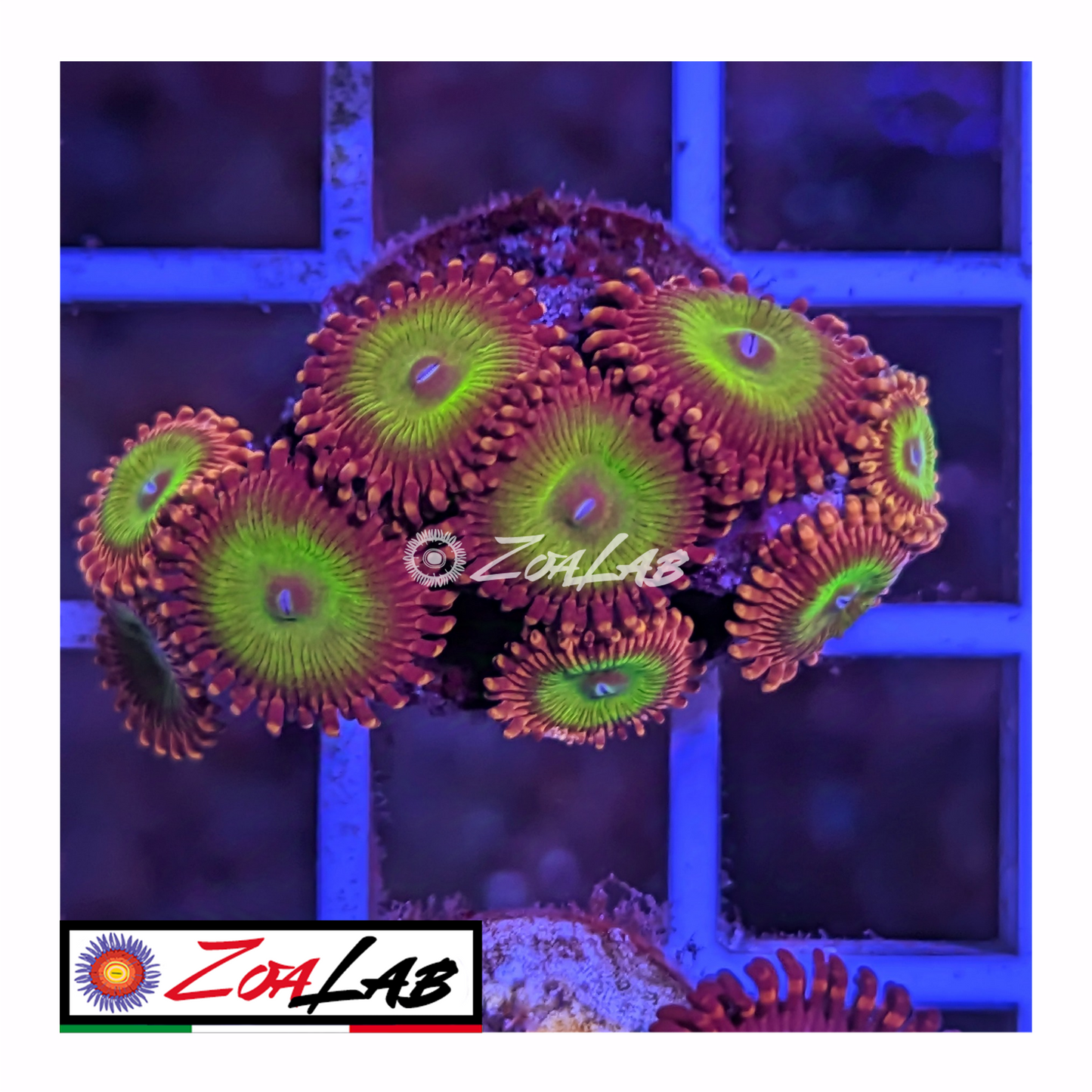 Zoanthus Candy Sand