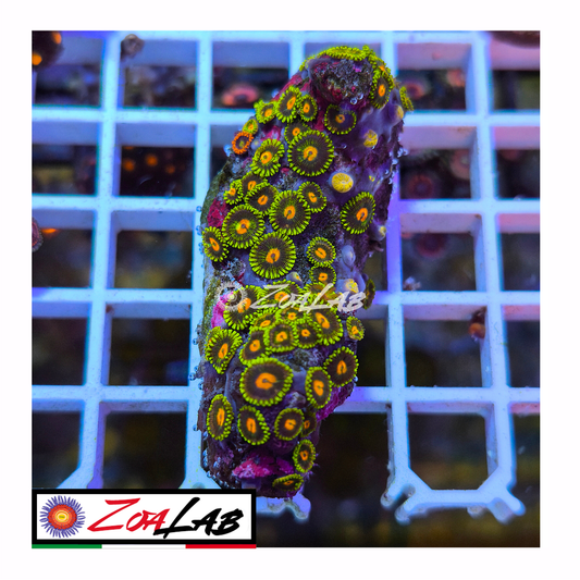 Zoanthus green pops