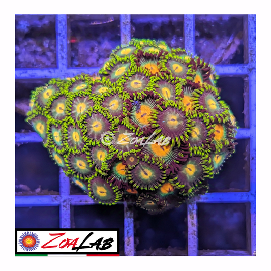 Zoanthus sp mix