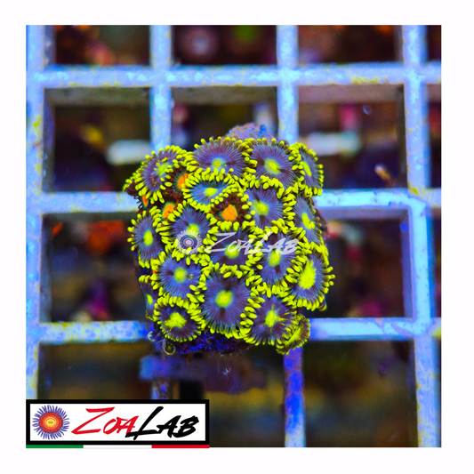 Zoanthus Blue berry