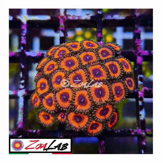Zoanthus Orange Emerald