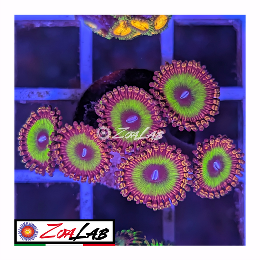 Zoanthus Candy apple