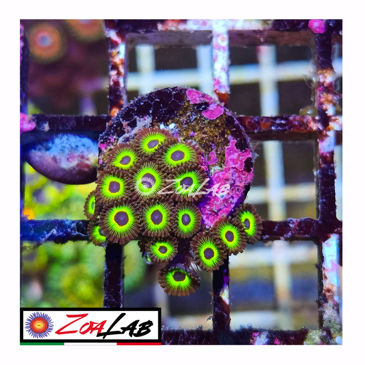Zoanthus rasta cousins