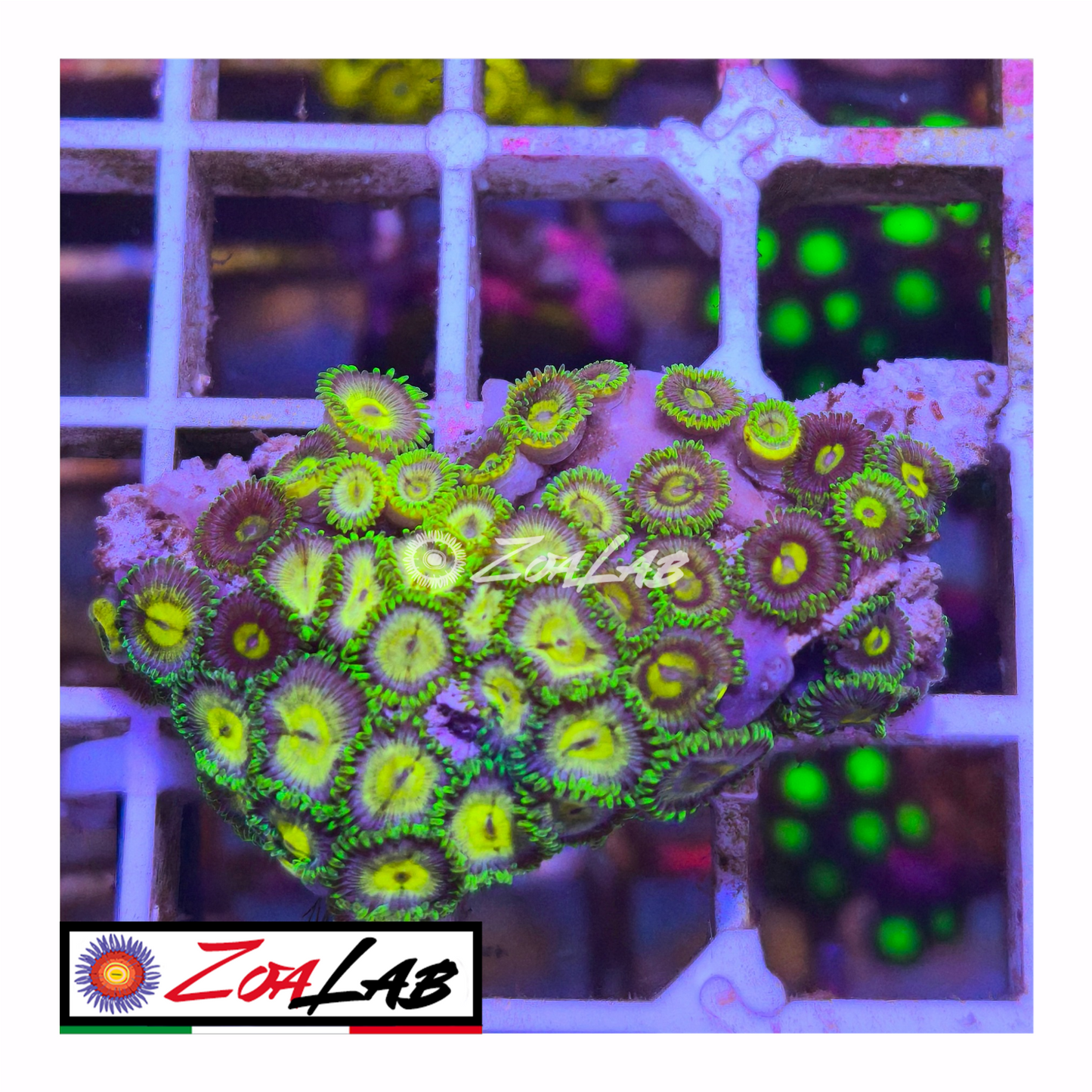 Zoanthus green lemon